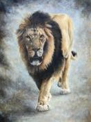 Pacing Lion